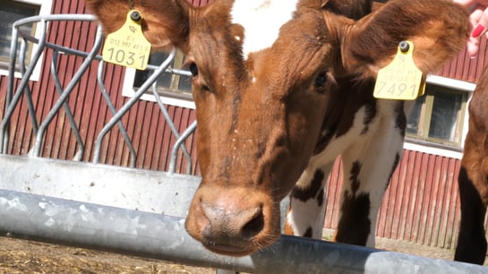 Ruokavirasto – Maitorekisteri