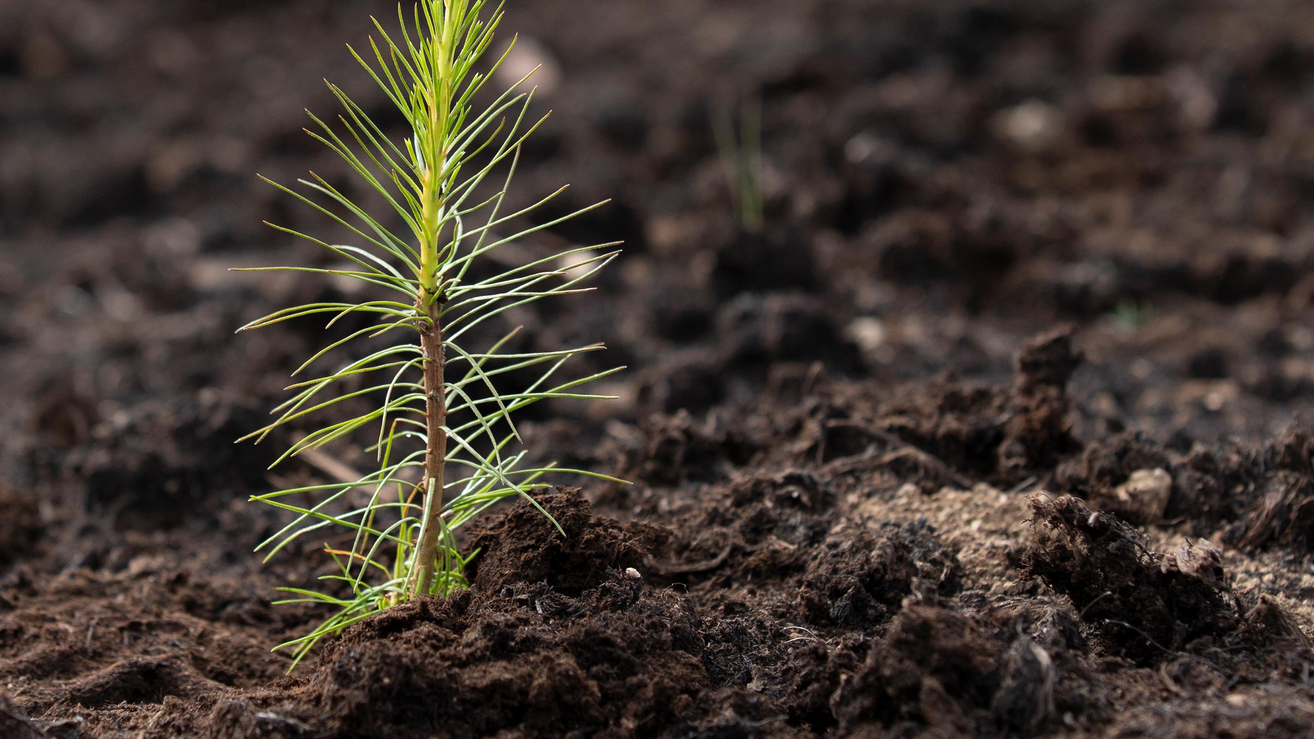 SiiliMetsä aka SiiliForest already growing strong in two locations in Pirkanmaa – more than 30,000 trees planted in 2021