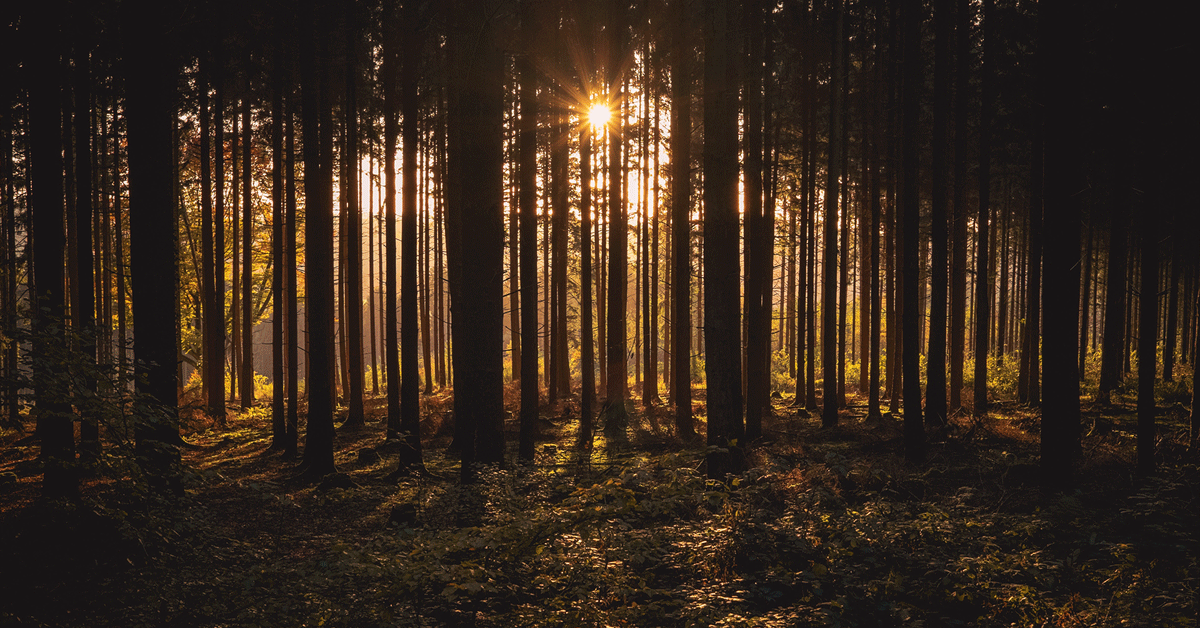 Mäntymetsä auringonnousussa