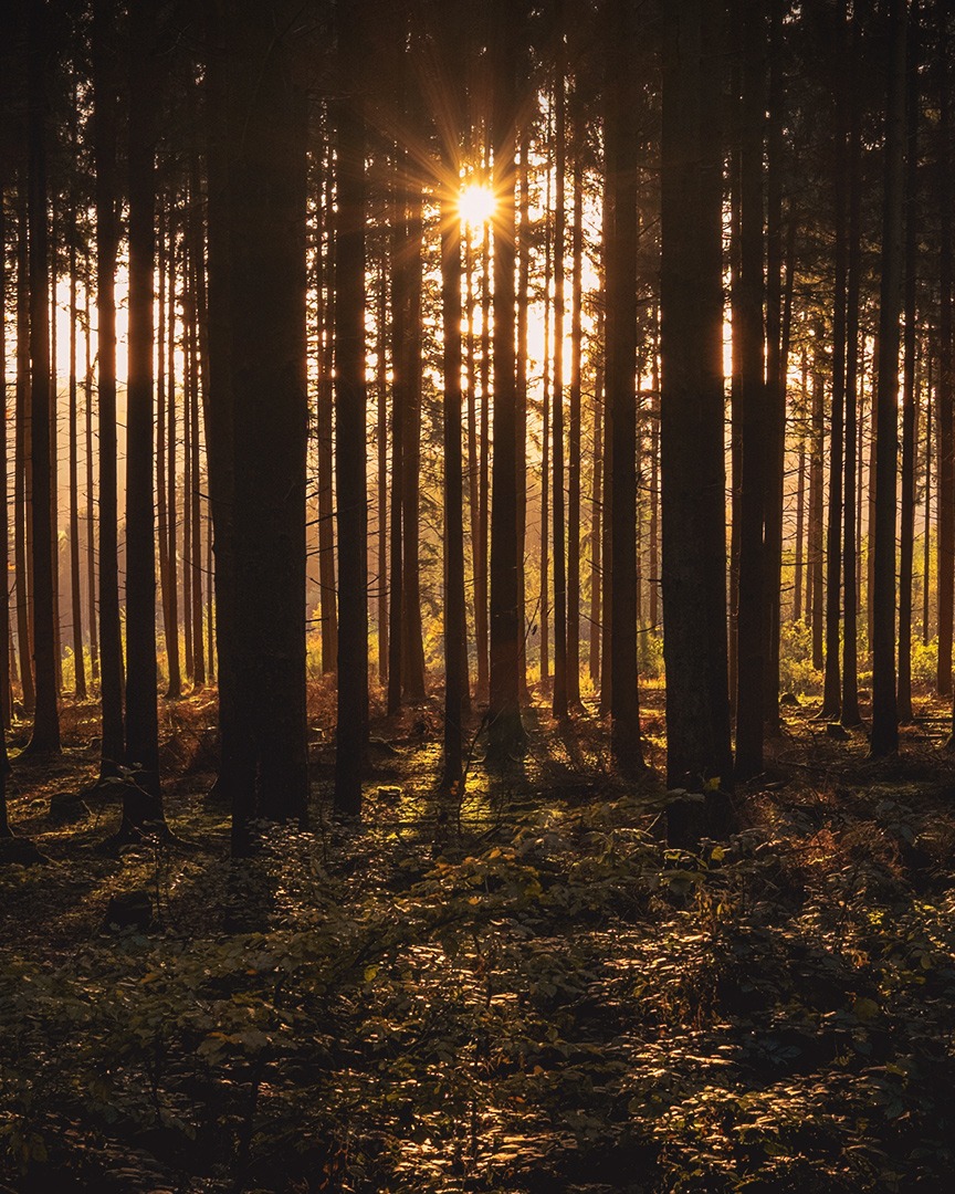 A spruce-forrest at dawn