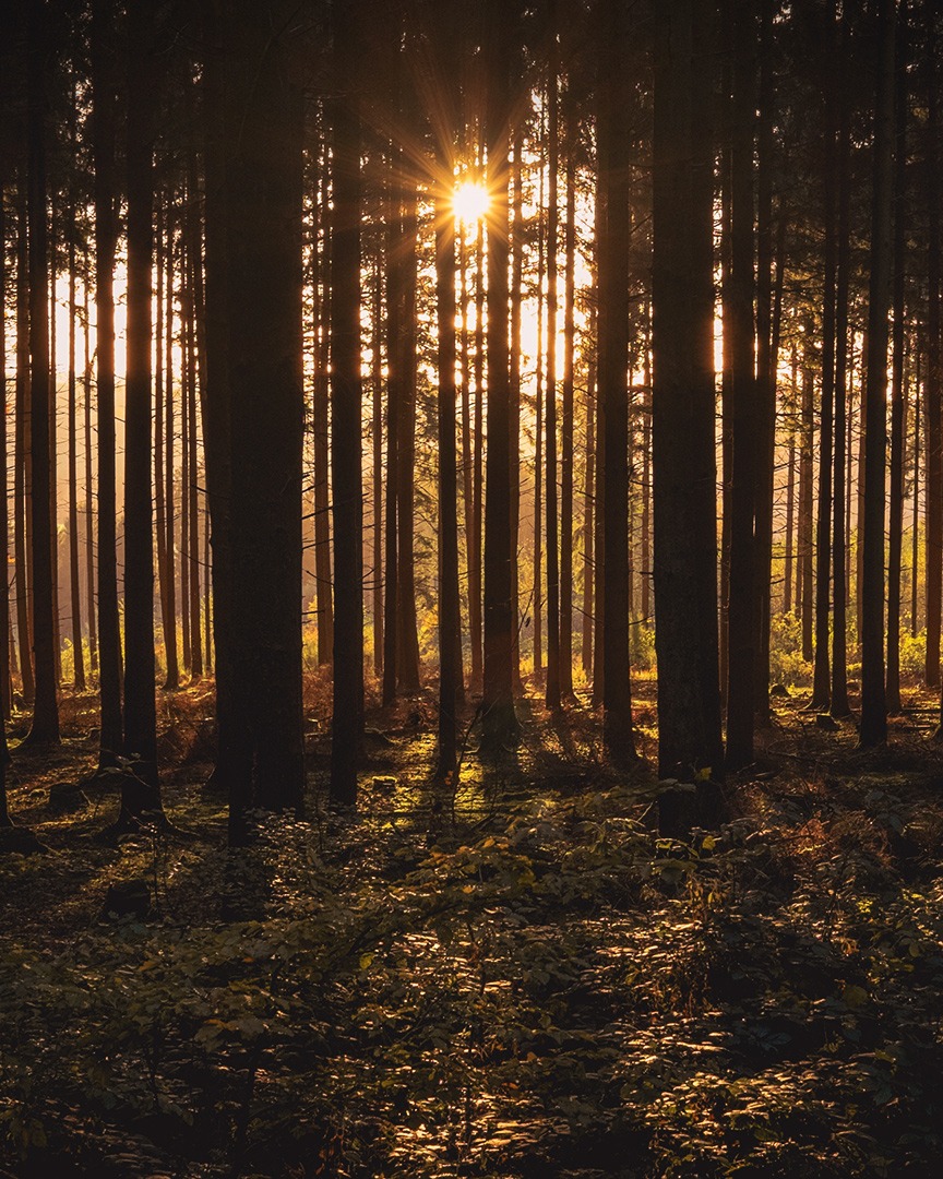 Mäntymetsä auringonnousussa